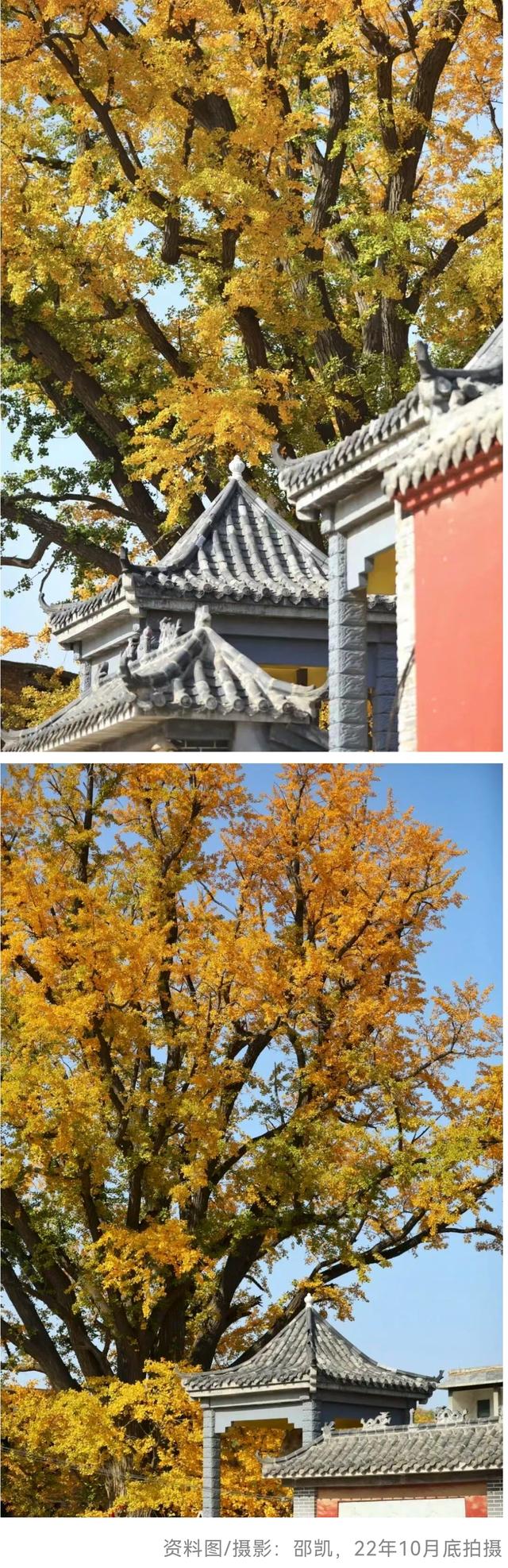 最后几天“黄金期”！济南的这些千年银杏等你打卡！