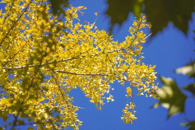 “美神”降临！太仓限定秋日美景，真的“杀”疯了！