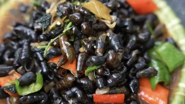 【遂川乡村游】“不去衙前看猛楠，游遍遂川也枉然”附新江古树秘境