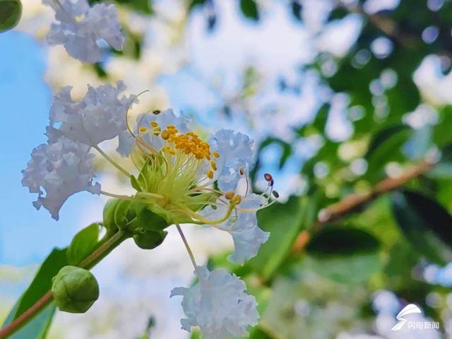 组图丨泰山虎山公园：紫薇花开 惊艳盛夏