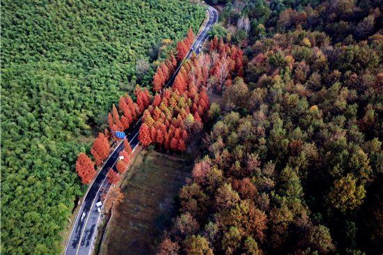 杉杉“红”了！长三角这些地方正上演视觉大秀