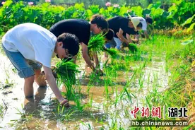 武汉生物工程学院师生插秧体验农事乐趣图片