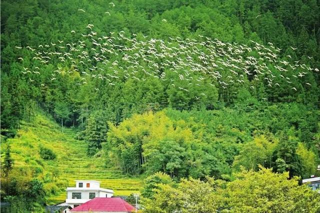 跟着民宿游遂川！赴一场百万候鸟的空中盛宴