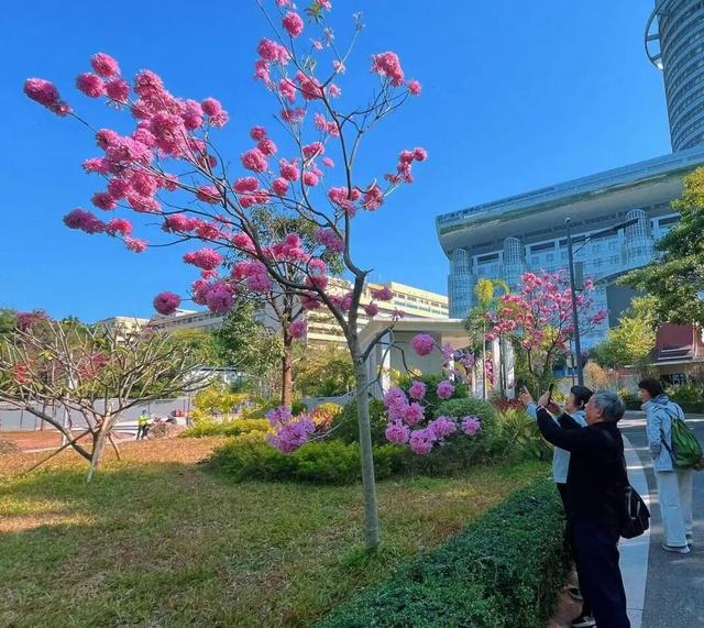 盛花期！流花湖畔迎来“冬日浪漫”！