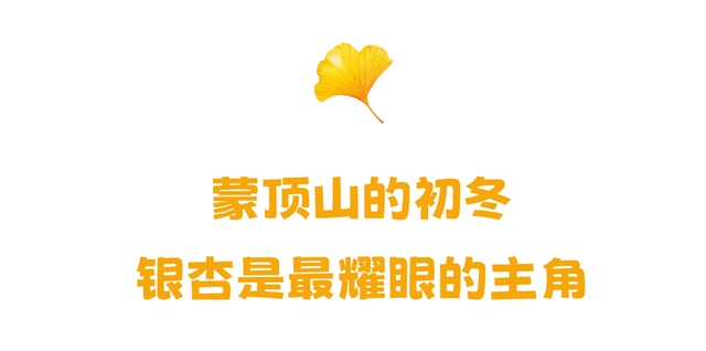 蒙顶山的银杏你不必问，绝对值得一场奔赴！
