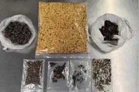 旅客未经申报携带植物种子入境被长沙海关暂扣图片