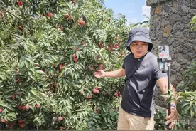 消费新观察丨海口火山岩上的“甜蜜经济”图片