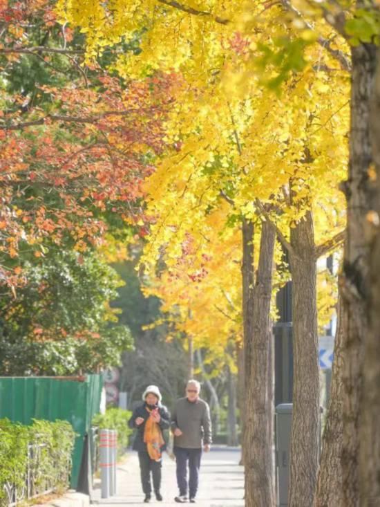 上海银杏浓度已达99％！这份含“金”浪漫别错过