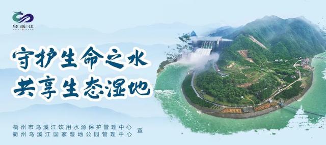 千年古村成“乡村硅谷”！40多名互联网从业者东坪“闭关创作”