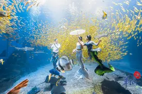 “年味”拉满！8万游客在深圳小梅沙体验滨海浪漫非遗中国年图片