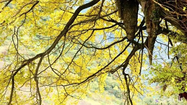 泸州银杏黄了！这些地方进入最佳观赏期