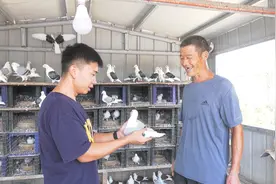 打造“信鸽王国”！郏县小伙与鸽为伴实现致富梦图片