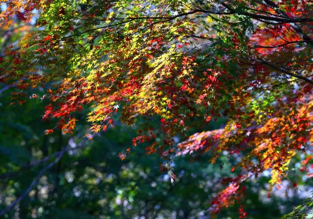 秋日美学暴击！正是赤橙黄绿时~