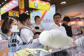 第三届 CEIE 猫经济产业创新博览会在厦开幕图片