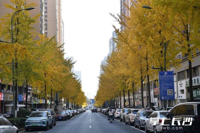 美不胜收！棠坡路披上“黄金甲”｜组图