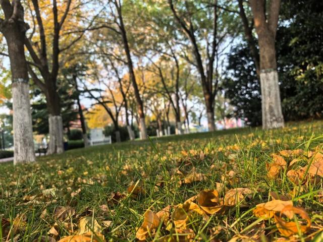 37处！“落叶缓扫”模式开启，快去打卡～