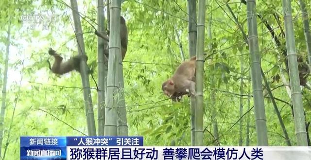 江苏一景区“月均6万元收编泼猴”引关注 “人猴冲突”如何解决？