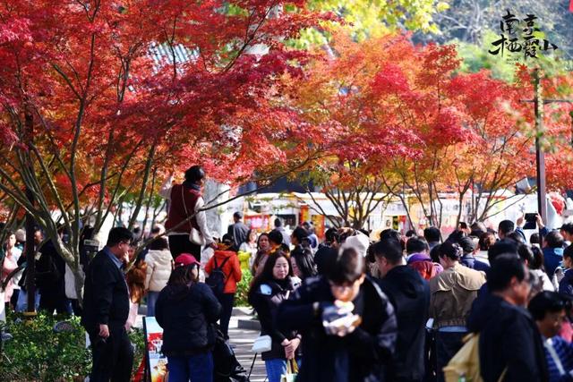 官宣：栖霞山进入最佳观赏期！