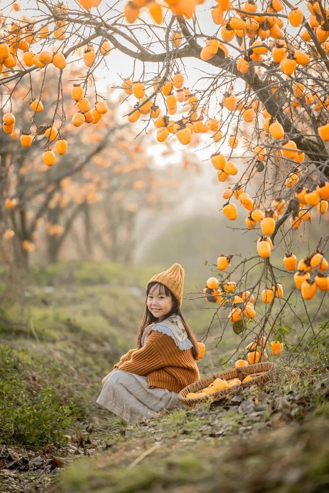 柿子红了！日照这片“柿”情画意，超出片！