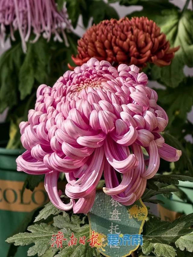 一年四季 泉在济南丨泉畔初冬，被菊花镶上了“金边”