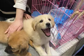 听·见丨宠物“免费领养”竟也有套路，爱心不能被“消费”图片