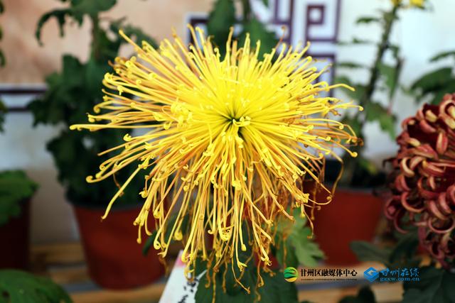 甘州府城：一半是人间烟火，一半是菊韵诗魂