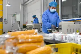 包装玉米≠“僵尸玉米”图片