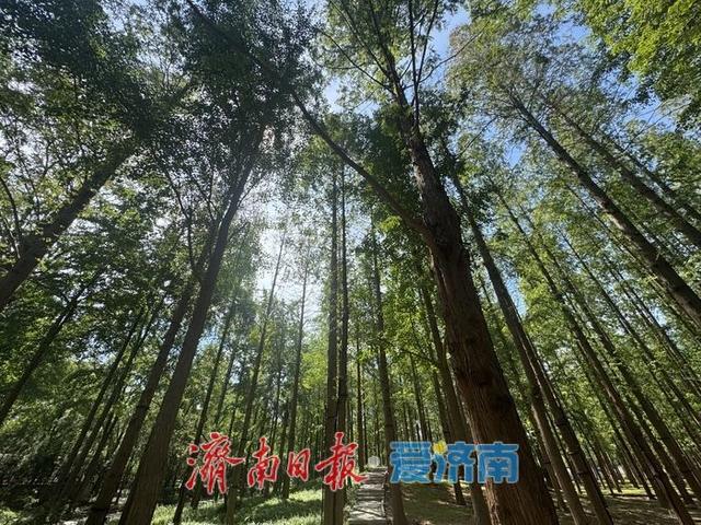 高温下的清凉秘境：泉城公园水杉林现“绿野仙踪”