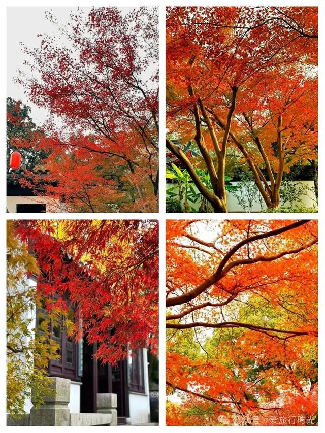 私藏！奉贤的秋，美到封神