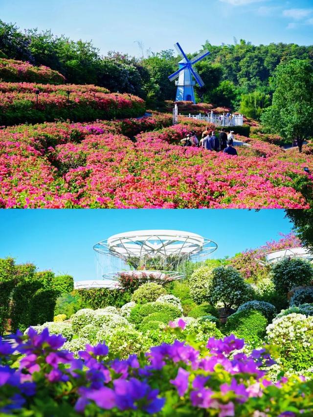 明日开幕！2025青秀山冬季赏花活动，连续四周末狂欢乐不停！