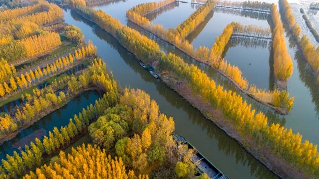济宁冬季赏叶天花板，错过等一年的绝美景色