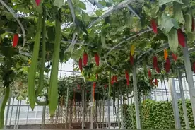 空中爬、水上漂、墙上摆、顶上挂……这样种菜，能挣钱吗？图片