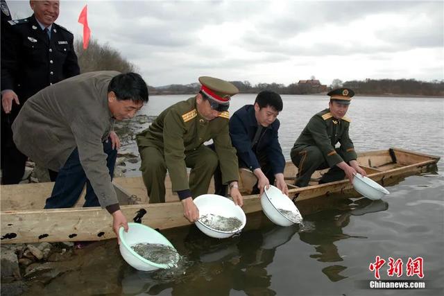 东西问丨张天航：中国如何让“大马哈鱼回家”？