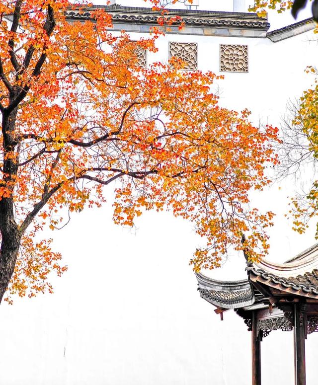 南京这棵树，刷屏了