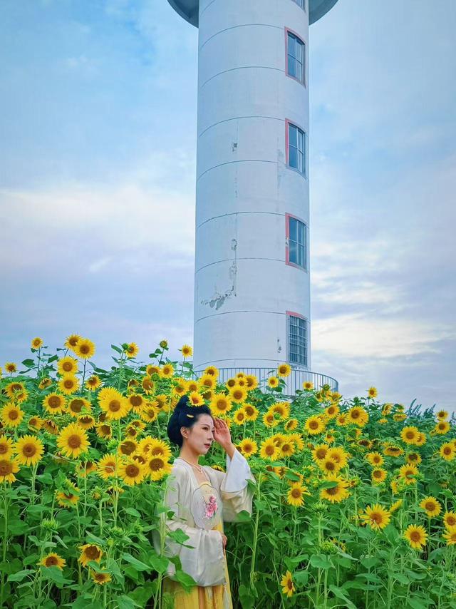 “孤独的树”不孤独了，向日葵花海引全国游客来打卡