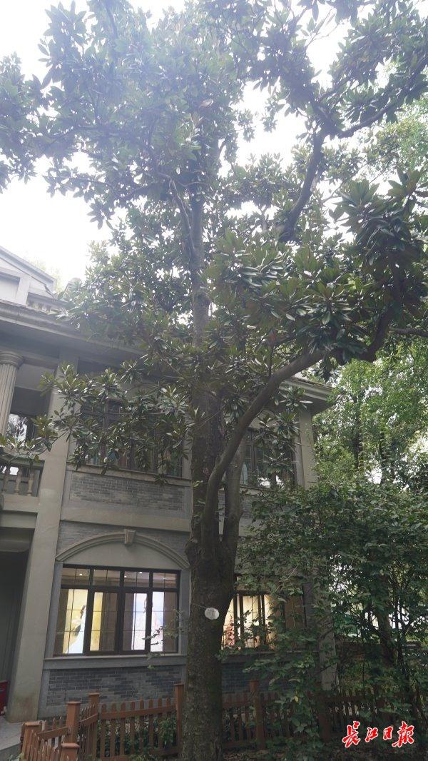 一路可赏多棵百岁古树，武汉推荐6条古树特色游线