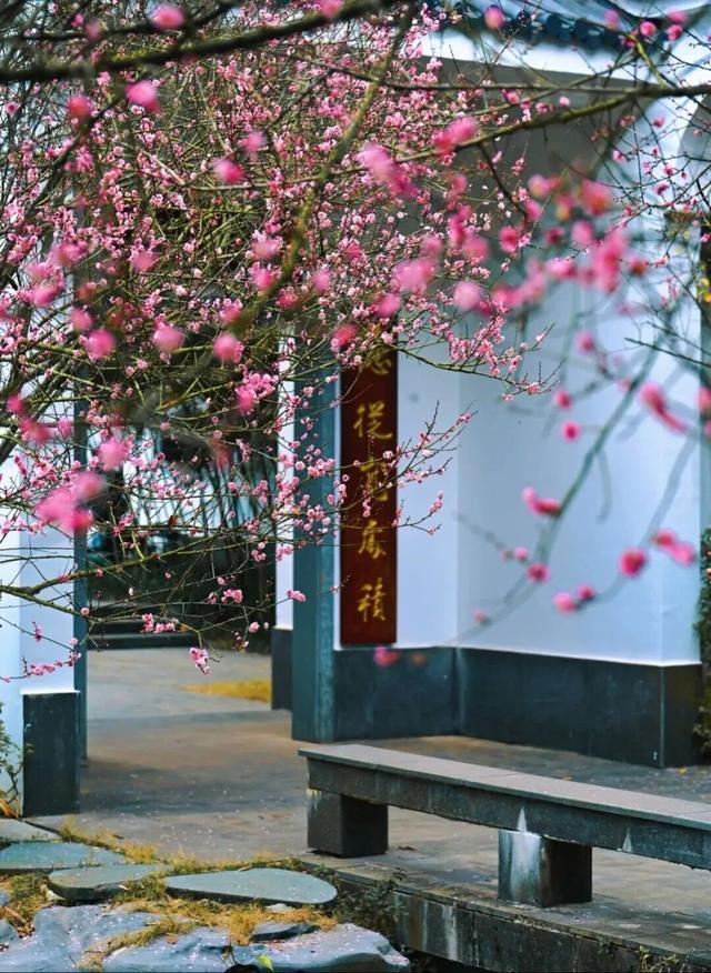 今日腊八｜花粥同赏，岁寒生香！腊八节快来南宁共赴一场早梅之约，就在市区→