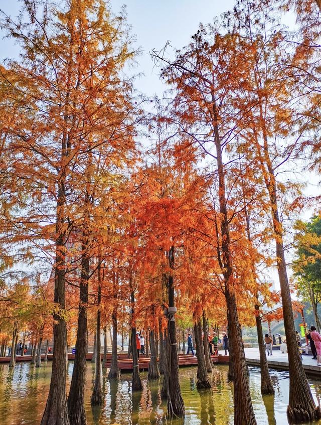 落羽杉最美“皮肤”上线，搭地铁邂逅限定版浪漫｜一“线”游广佛