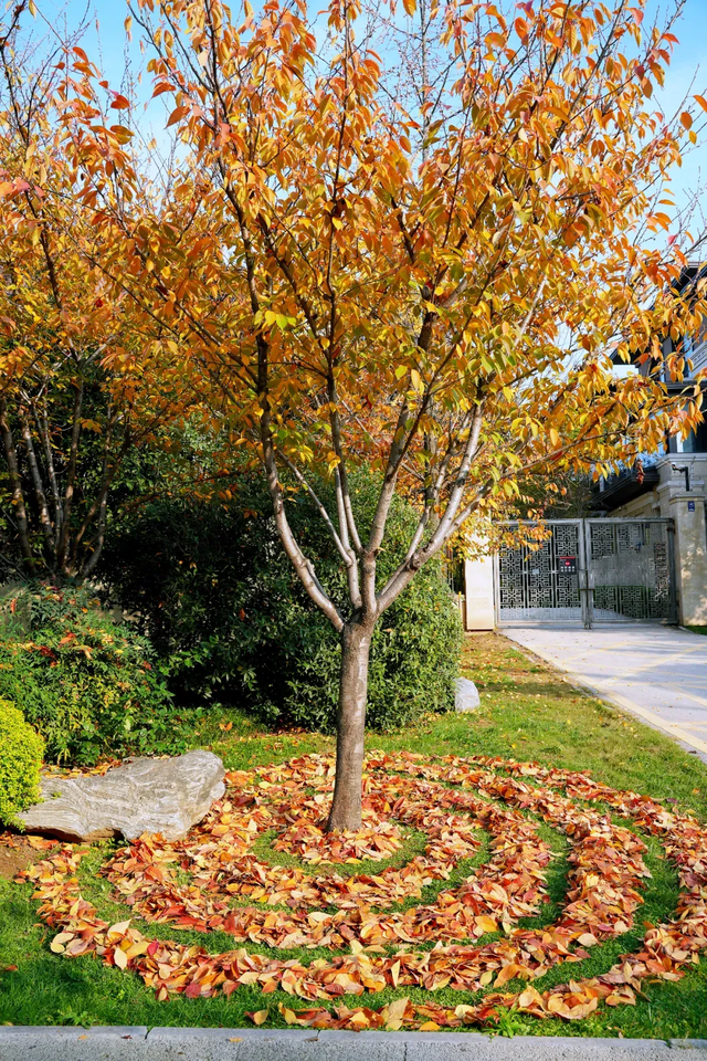 落叶缓扫，在曲江邂逅一场初冬浪漫！