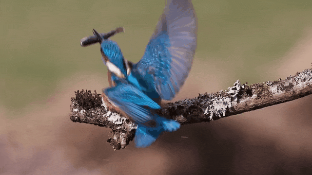 西安冬季观鸟指南 赴一场“飞羽之约”