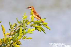 鸟类摄影欣赏——‌红尾伯劳图片