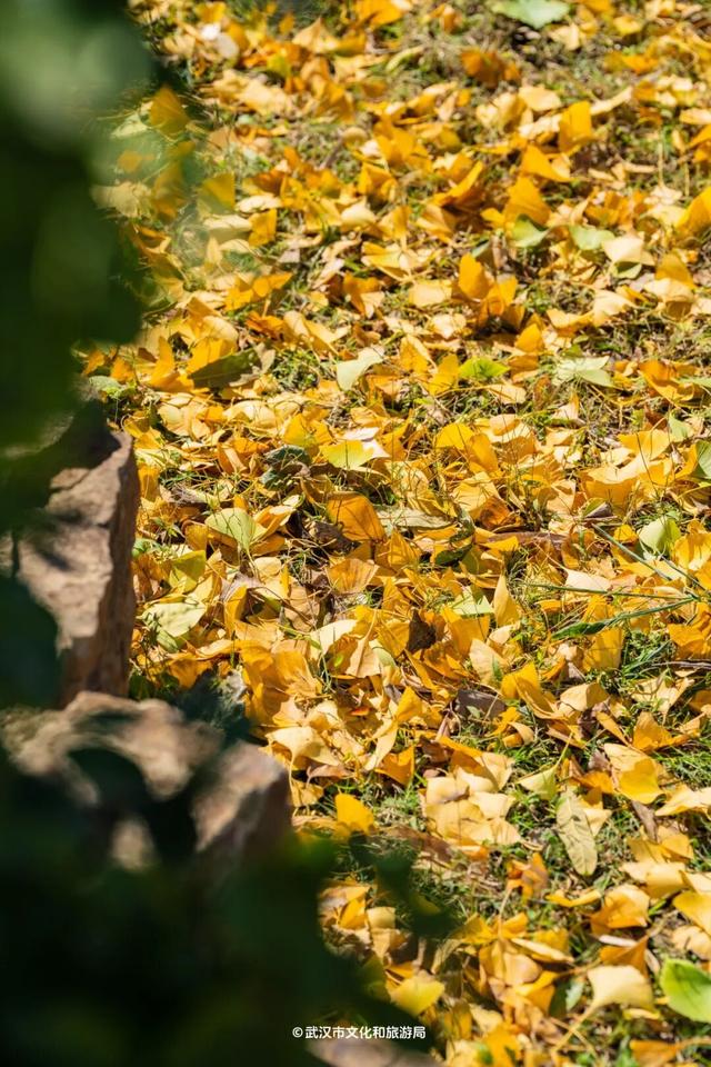 武汉为百年古树建公园，免费开放！