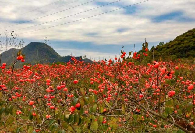 这座高铁站内，为啥众多旅客手拿树枝？