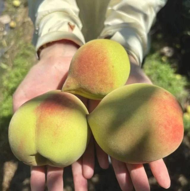夏日果香浓！龙岩采摘好“趣”处来了→