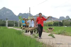 “芋”见丰收，阳江春湾“百金香芋”应节上市图片