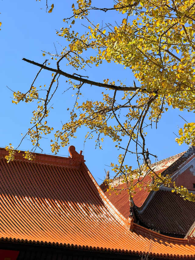 湖南绝美银杏打卡地，太出片了