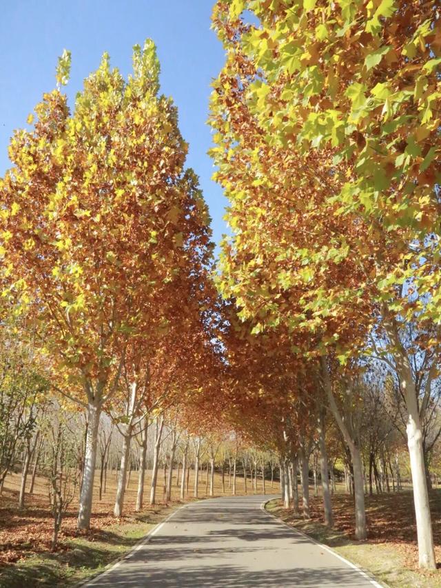 邂逅初冬，大兴6条宝藏慢跑路线请收好