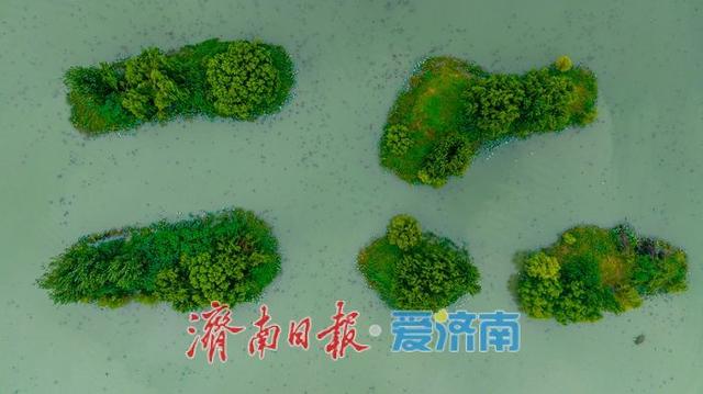 秋雨润湖景如画 鹭鸟翩跹映白云