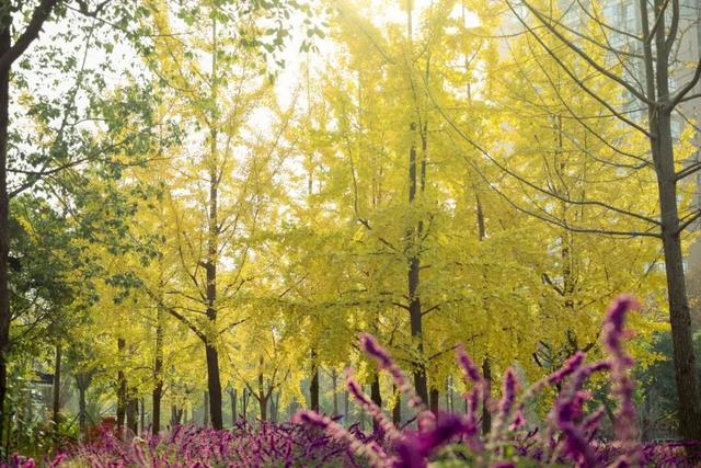 初冬限定上线了！德阳银杏打卡攻略请收好