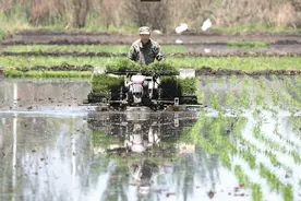 哈尔滨市春播生产基本结束 已播种面积3145.5万亩图片